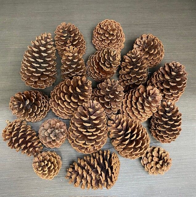 20pc pine cones